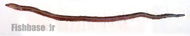گونه کرم‌ماهی زخمی
