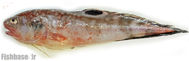 گونه روده‌ماهی مخطط