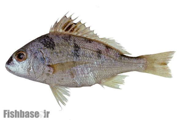 سنگسر چهارلکه