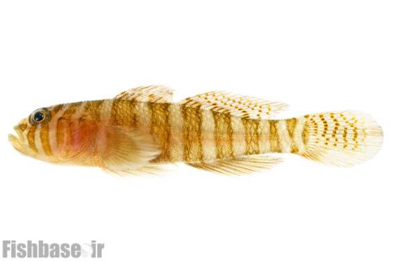 گاوماهی مرجانی نواری