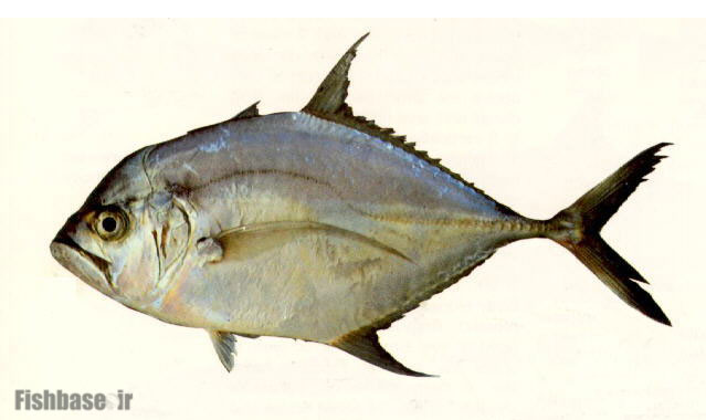 مقوا چانه دراز