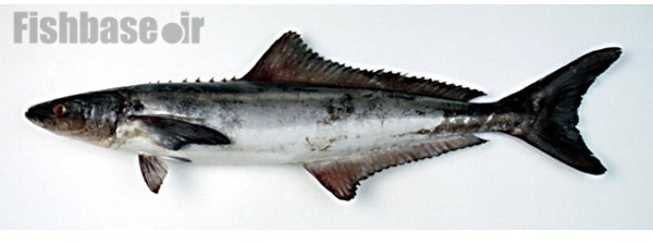 ماهی سوکلا