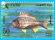 شانک زردبالهء عربی