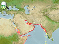 شانک زردبالهء عربی