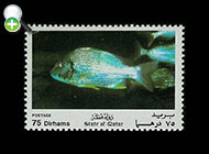 شانک زردباله
