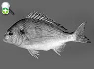 شانک خاورمیانه‌ای