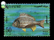 شانک زردباله