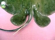 سفره‌ماهی سردراز