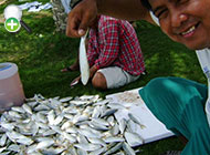 گواف کوچک