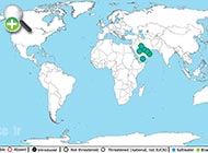 بلنی سیمونی