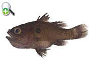 ماهی کاردینال تک‌خال