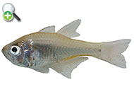 ماهی کاردینال گون