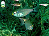 ماهی کاردینال گون