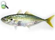 گیش گوش سیاه