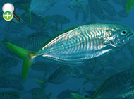 گیش گوش سیاه