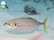 گیش گوش سیاه