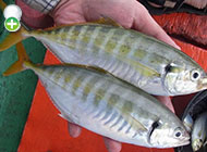 گیش گوش سیاه