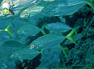 گیش گوش سیاه