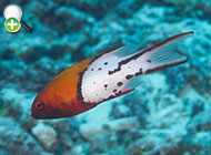 ماهی خوک‌پوزه دم‌چنگی