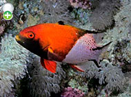 ماهی خوک‌پوزه دم‌چنگی