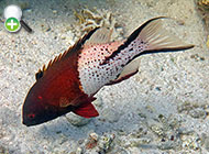 ماهی خوک‌پوزه دم‌چنگی