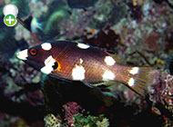 ماهی خوک‌پوزه شانه خالدار
