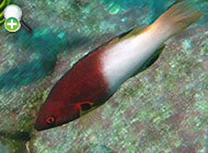ماهی خوک‌پوزه شانه خالدار