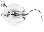 پوماهی دوخار