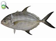 گیش آبی