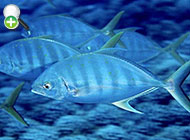 گیش آبی