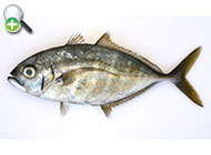 گیش گونه‌نواری