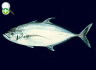 گیش گونه‌نواری