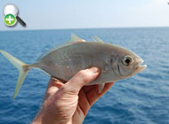 گیش گونه‌نواری