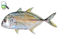 گیش بزرگ
