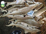 کوسه آبسنگی باله‌سیاه