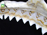 نمای نزدیک از دندانهای گاوکوسه