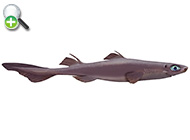 سگ ماهی آراسته