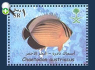 پروانه‌ماهی دم‌سیاه