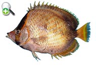 پروانه‌ماهی گاردینر