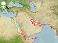ماهی کاردینال ایرانی