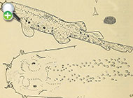 گربه‌کوسه باریک