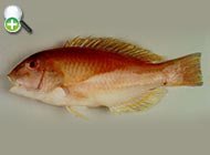 عاج‌ماهی تنومند