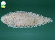 ماهی زبان گاوی سرکوچک