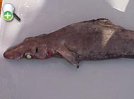 سگ‌ماهی سرتیر