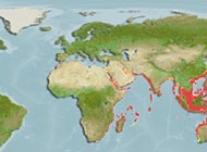 خنّو خاکستری