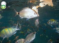 ماهی شانک تک‌خال