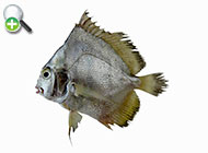 عروس ماهی نواری