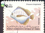 عروس ماهی نواری