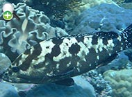 هامور استتار