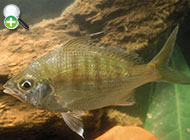 ماهی چغوک رشته دار